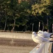 かほちーの画像