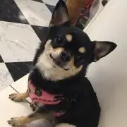 chloeの画像