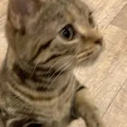 まかろんの画像