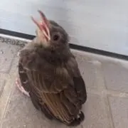ゆうた