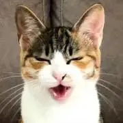 ルークルックの画像