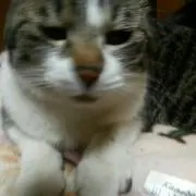 とらねーさん