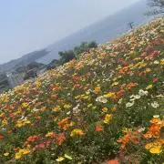 まかろんの画像