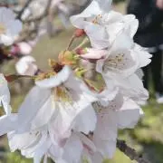 ねむねの画像