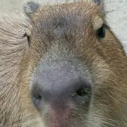 カピバーの画像