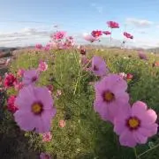 ayuの画像