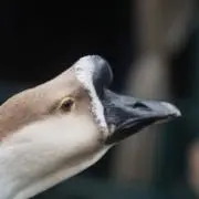 つきの画像