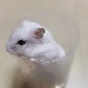 なべっちの画像