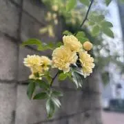 さめの画像
