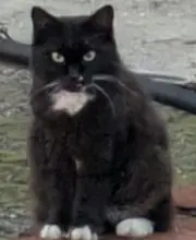 くろぺろの画像