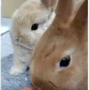 ☆まめぷち☆