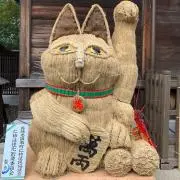 あちこんの画像