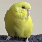 ちっちの画像