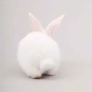 momoの画像