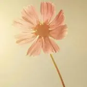 あずきの画像