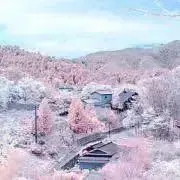n.o.【総処分予定】の画像