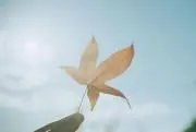 ぴっぽの画像