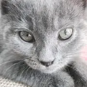 れもなの画像