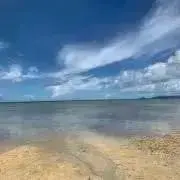アイリスの画像