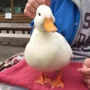 みるぴーの画像