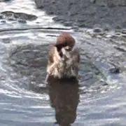 ぽむまるの画像