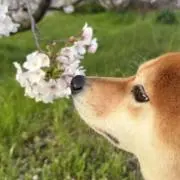 はちこの画像