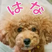 はなの画像