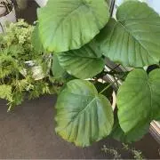 グリーン106の画像