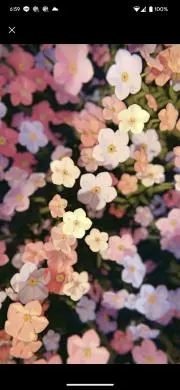 Yatchinの画像