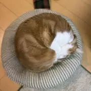 みーさちゃんの画像