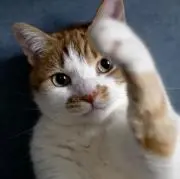 ちゃい