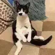 モミィの画像