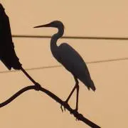 Ｐの画像