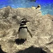 ぺんぺん