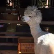 coroの画像
