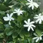tahitaakaの画像