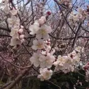 yo-tiの画像