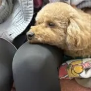 いくこまりの画像