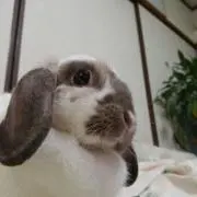 紫波
