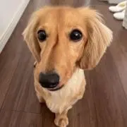 りんの画像