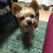 としの画像