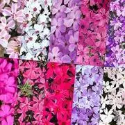 やすの画像