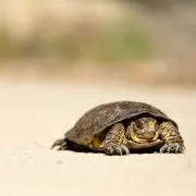 ネパスカの画像