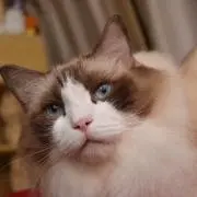 めるしーの画像