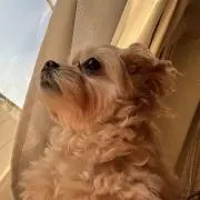 きょん
