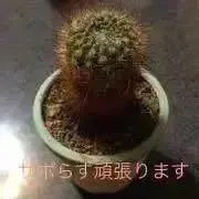 NOSE⭐︎送料無料の画像