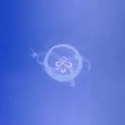 まみこ