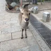 銀山温先生の画像
