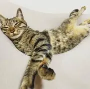 ねこまる
