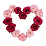 lovelyrose